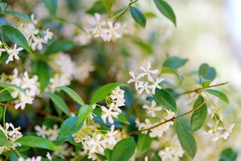 Star Jasmine Plant