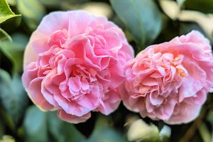 Pink Camellia japonica 'Debutante' closeup