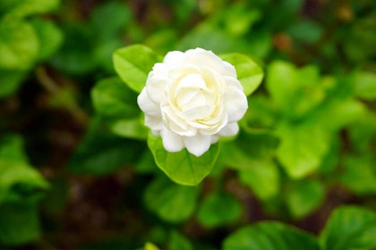 Arabian Jasmine shrub