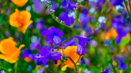 Penstemon and California Poppies