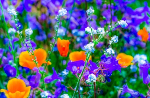 Penstemon and California Poppies mixed perennials