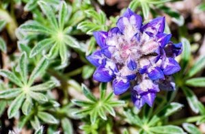 Dwarf blue lupine