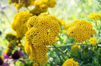 Yellow Yarrow also known as achillea 