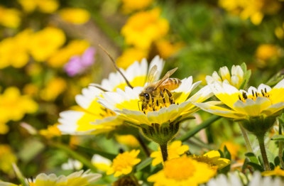 yellow perennial with bee