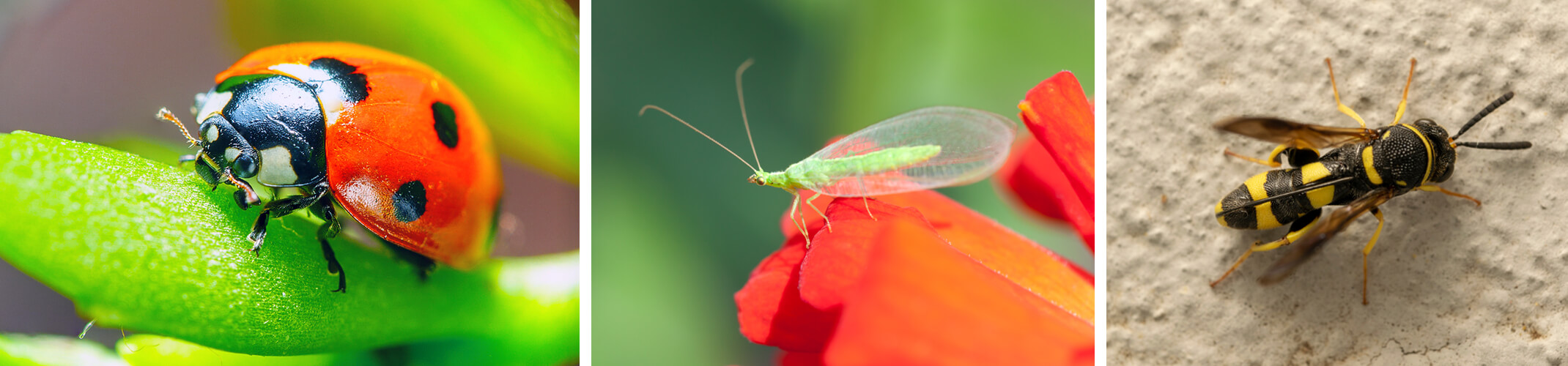 Ladybug on plantleaf; lacewing bug on red flower petal; and parasitic wasp