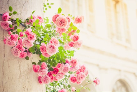 Pink climbing roses on a column