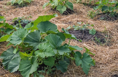 Cucumber plants planted in mounds surrounded by straw