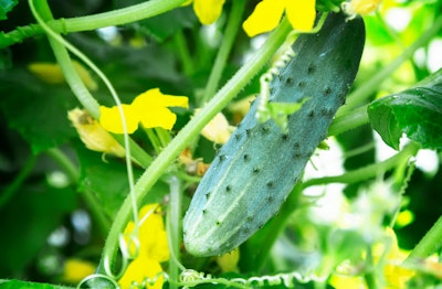 Single cucumber hanging from cucumber plant with blooms all around