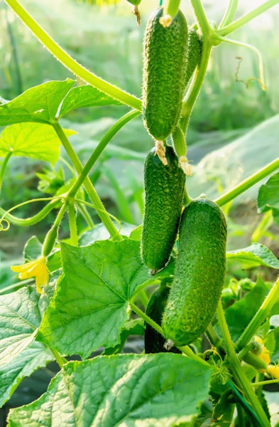 Fresh cucumbers ready to be picked but still hanging from cucumber plant vine