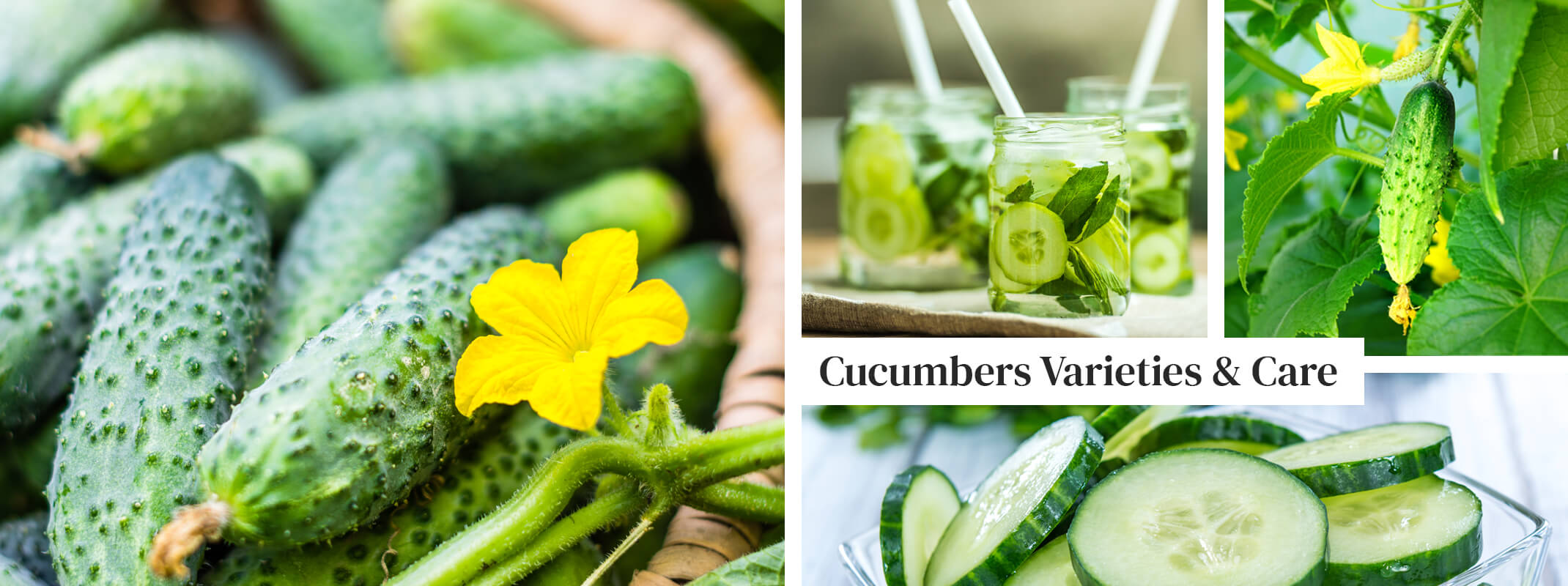 Cucumbers in a basket, cucumbers and mint in water, cucumber plant and sliced cucumbers