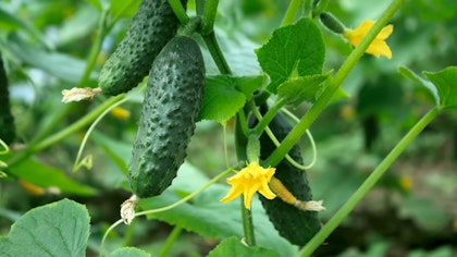 Cucumbers hanging on the vine