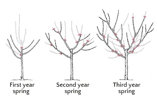 how to prune a fruit tree the first year in spring, the second year in spring and the third year in spring
