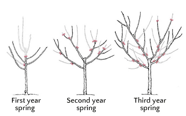 Fruit Trees | Pruning | California SummerWinds Nursery