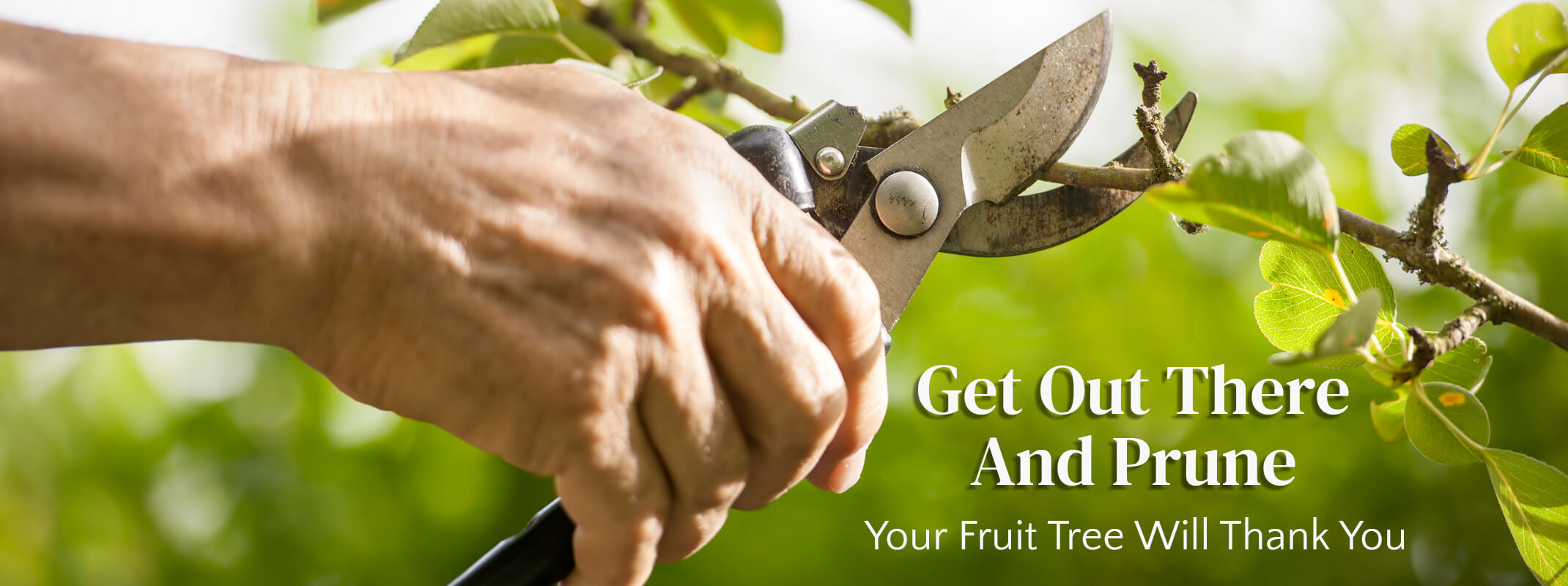 a person holding a pair of  bypass pruners about to snip off a branch on a fruit tree with the words: Get out there and prune - your fruit tree will thank you on the image