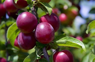 Ripe plums hanging from fruit tree
