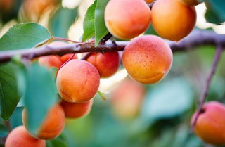Ripe apricots hanging from fruit tree