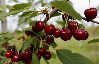 Red ripe cherries hanging from fruit tree