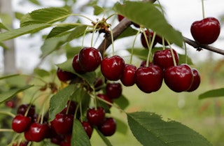 Cherry tree Red ripe cherries hanging from fruit tree