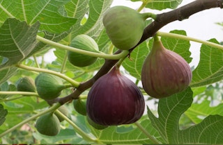 Ripening figs on a fig tree