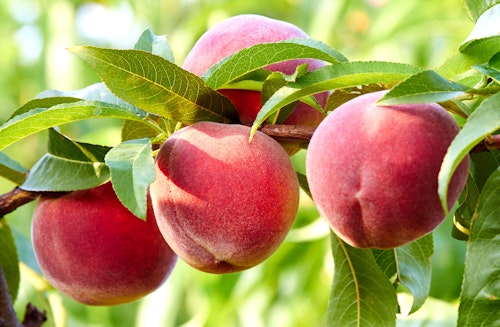 Large ripe peaches on fruit tree