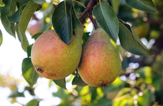 Large pears hanging from a pear tree