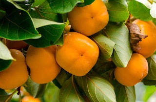 Multiple ripe persimmons on the tree