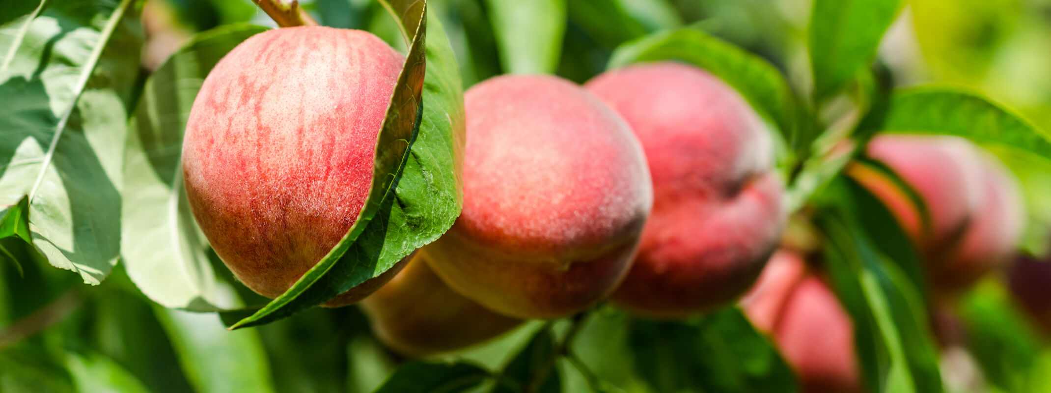 Ripe peaches on tree