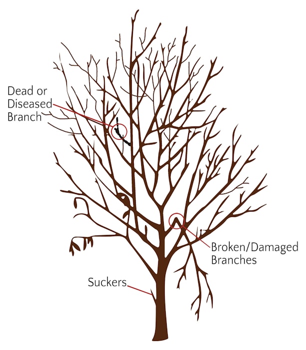 Fruit tree pruning basics step 1