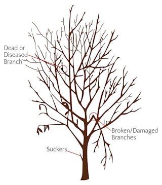 Fruit tree pruning basics step 1