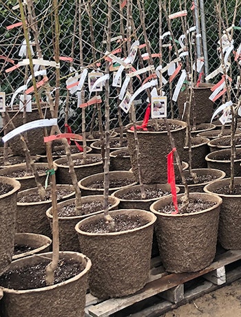 Bare Root Fruit Trees potted up in biodegradeable fiber pots stacked on palletes