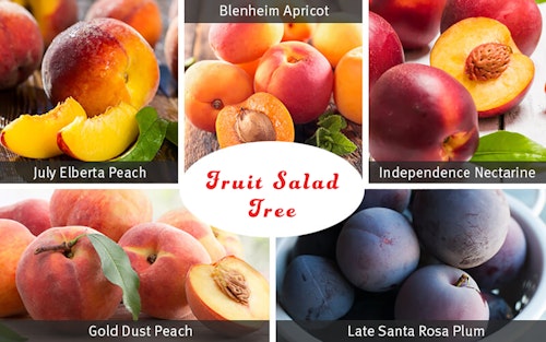 Fruit Salad Tree - 5 different kinds of fruits on a single tree: July Elberta Peach, Blenheim Apricot, Independence Nectarine, Gold Dust Peach and Late Santa Rosa Plum