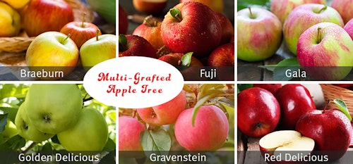 Multi-Grafted apple tree - 6 different varieties of apples on one tree: Braeburn, Fuji, Gala, Golden Delicious, Gravenstein and Red Delicious
