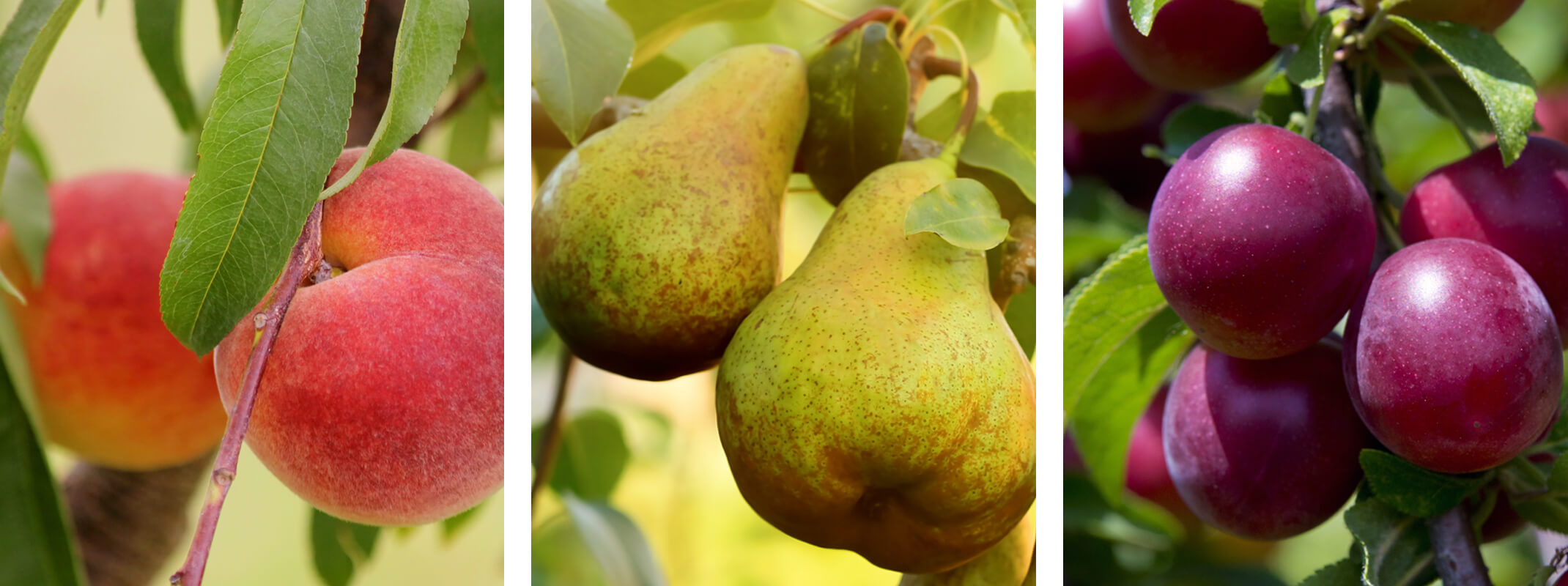 Peach tree, pear tree and plum tree