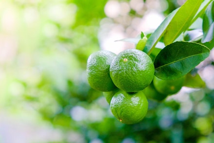 Key Limes A close up of key limes growing on a tree