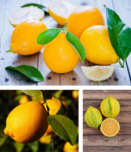 3 images of lemons: top - meyer lemons, left - Lisbon lemons, and right - pink Eureka lemons