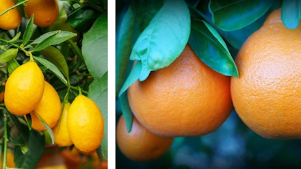 Other Citrus Fruits 2 images: tangelos and limequats