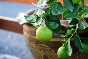 Dwarf lime tree in pot near fence