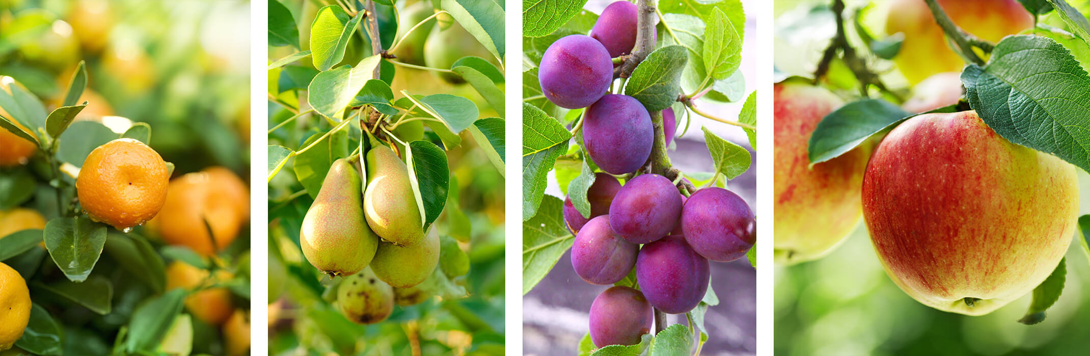 4 images: mandarines on a tree, pears on a tree, plums on a tree, and apples on a tree