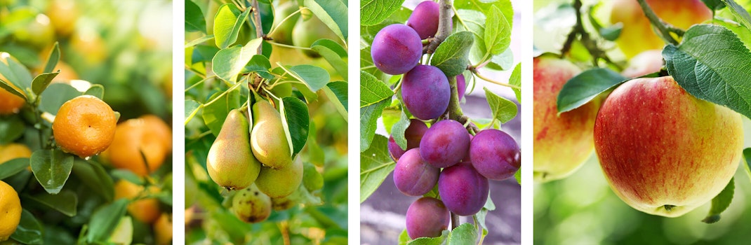 4 images: mandarines on a tree, pears on a tree, plums on a tree, and apples on a tree