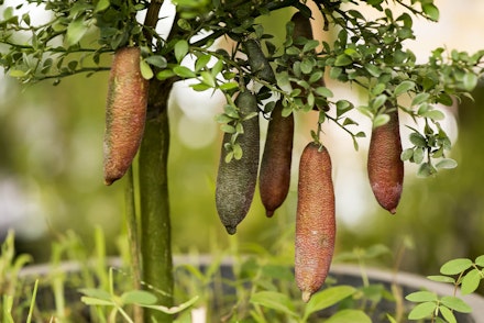 Australian Finger LImes growing on a tree