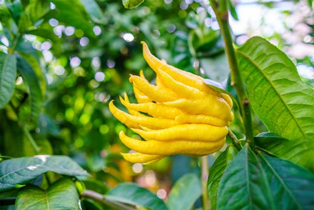 Buddha's Hand Citron Tree