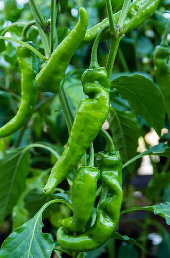 Anaheim Peppers growing in garden