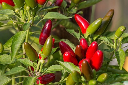 Jalapeno Peppers Plant