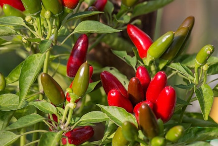 Jalapeno Peppers Plant