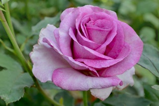 Angel Face Rose Closeup