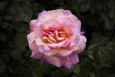 Chicago Peace Rose Closeup of Chicago Peace Rose