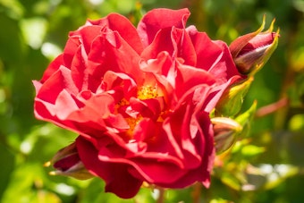 Closeup of Cinco de Mayo Rose