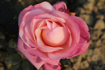 Closeup of First Prize Rose