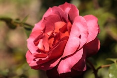 Hot Cocoa Rose Closeup of Hot Cocoa Rose