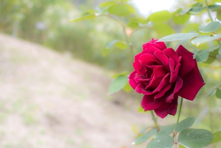 Oklahoma Rose Bush